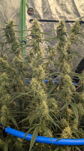 Mixed Grow — flower, day 72