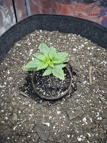 Grow 1 2026 Dream Widow — vegetative, day 19