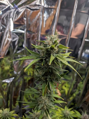 Mendo Frost / Gorilla Cookie / Banana Purple Punch  — flower, day 57