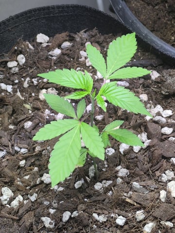 Audrey III — vegetative, day 41