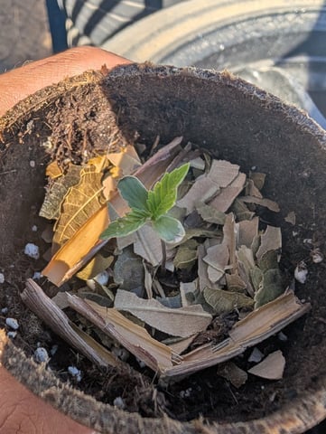 Galicane Fem — germination, day 10
