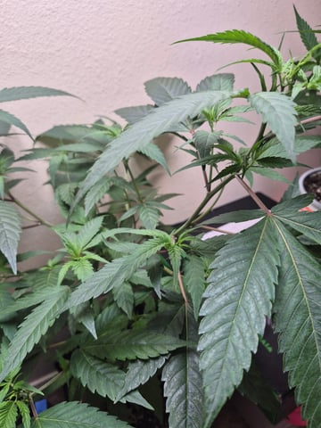 My young clone  — vegetative, day 48