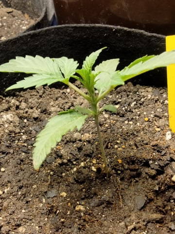 jay seaton  — done, day 104