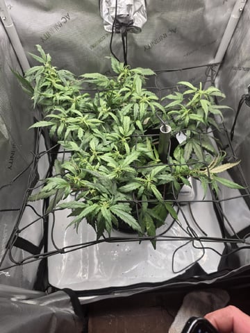 Vanna's Vanilla — auto, day 46