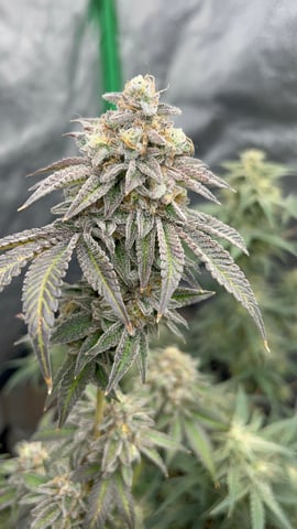 CB (Fem Photo) — flower, day 83
