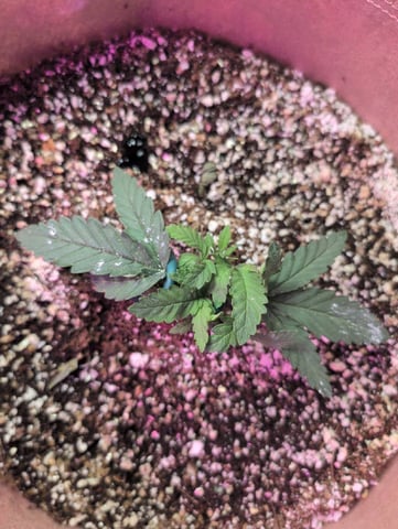 2025-26 — vegetative, day 13