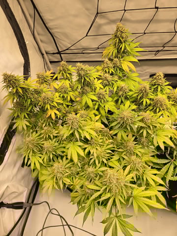 Purple Skunk 3 x 5  — flower, day 85