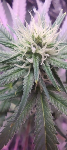 train wreck — flower, day 60