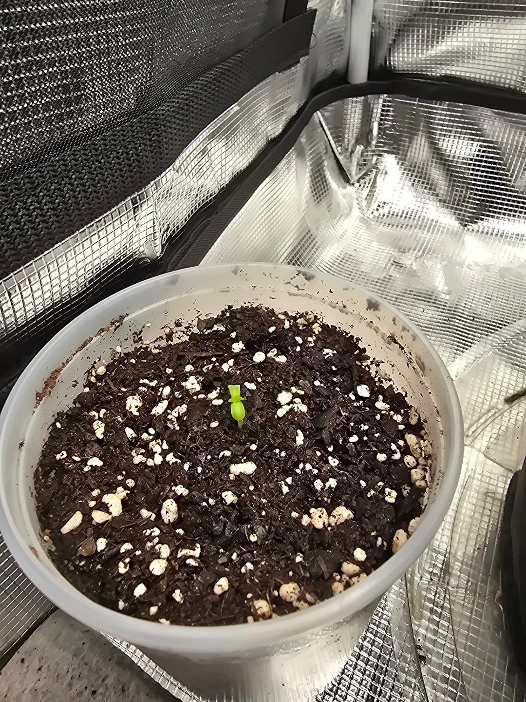 Northern lights #10 2nd plant (Selkies)