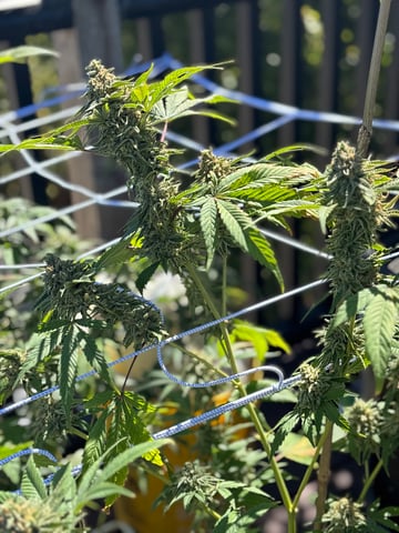 garden — flower, day 5