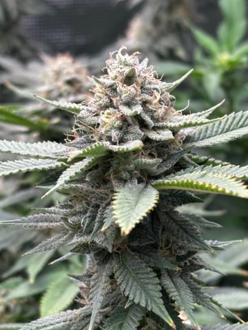 Starting Flower mom Clones  — flower, day 48