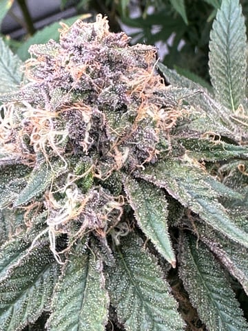 Black Runtz #1 — flower, day 12