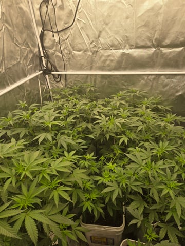 OG Kush  — flower, day 51