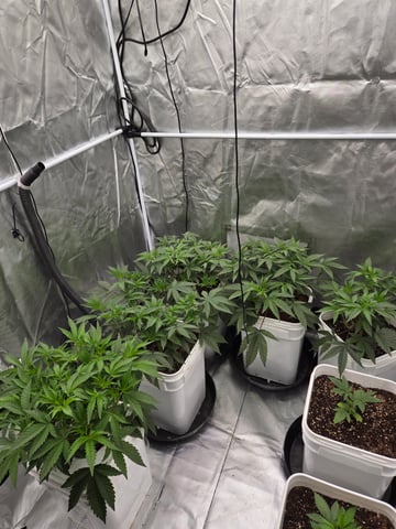 OG Kush  — seedling_rooting, day 32