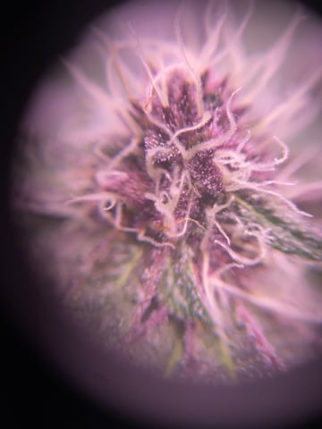 pineapple Express  — flower, day 27