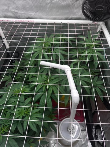 3rd grow  — flower, day 62