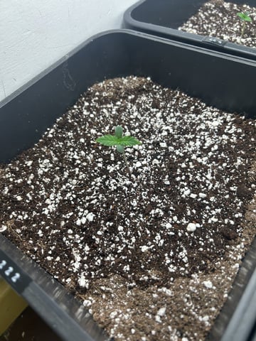 Northern Lights Auto x 4 — seedling_rooting, day 1