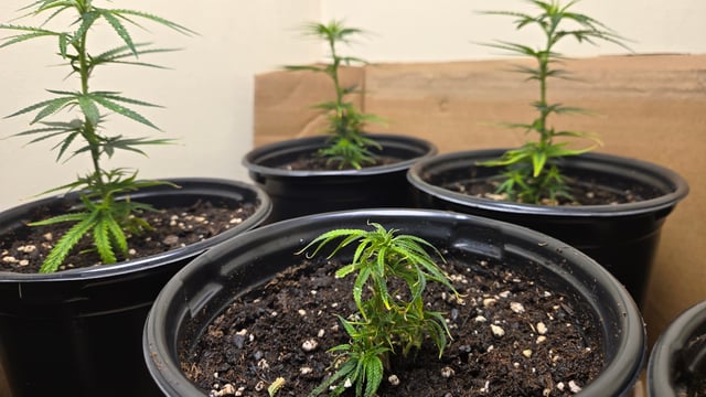 Blue Dream Clones — vegetative, day 4