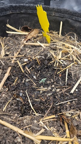 First Feminized Grow  — seedling_rooting, day 13