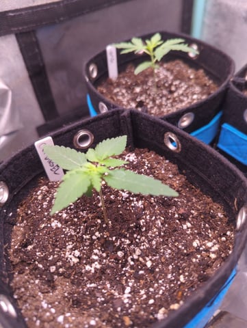 Autos — vegetative, day 4