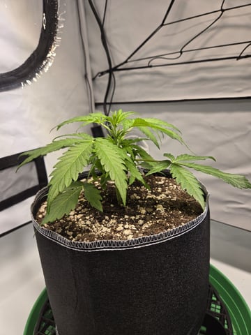 GDP auto 3X5 tent — vegetative, day 32