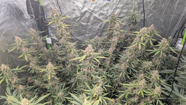 Strawberry Cheesecake Seedsman Seeds Autoflowers x2 — flower, day 87