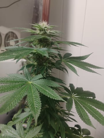 OGGodoe — flower, day 94