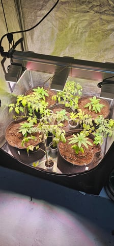 Cookies Usa — vegetative, day 19