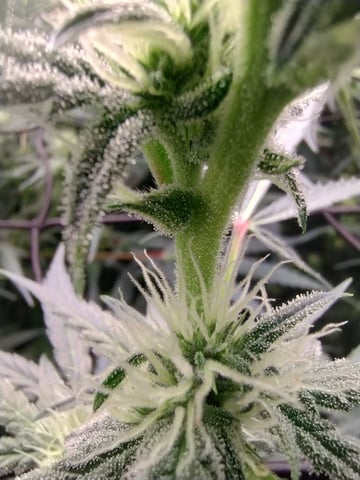 First grow — flower, day 69