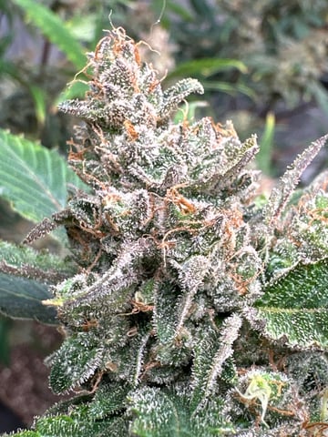 Good Genetix G-Line + Fat Bastard auto — auto, day 92