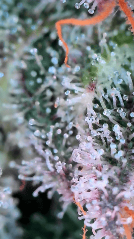 Starfighter/Ohio Guptilla Hybrid — flower, day 39