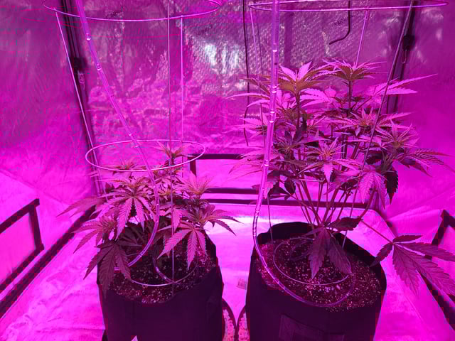 BLACKCHERRY SHERB — vegetative, day 14