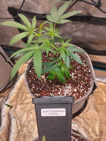 Nana's x BBC  — seedling_rooting, day 4