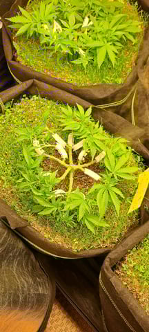 First Grow with the new setup  — vegetative, day 49