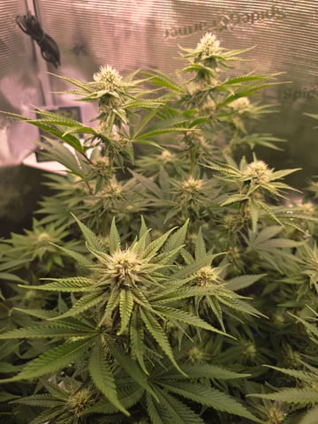 Northern lights #10 (Alaska) — flower, day 61