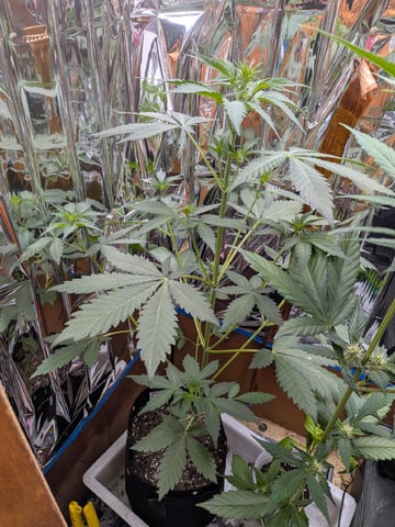 Mendo Frost / Gorilla Cookie / Banana Purple Punch 