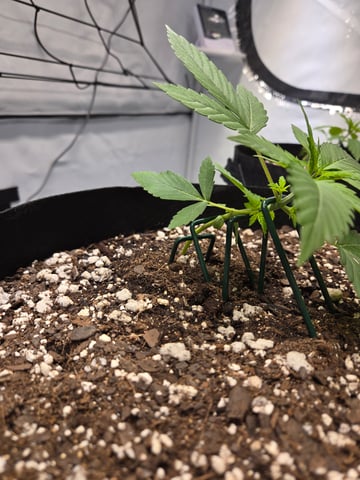 Purple Skunk 3 x 5  — vegetative, day 22