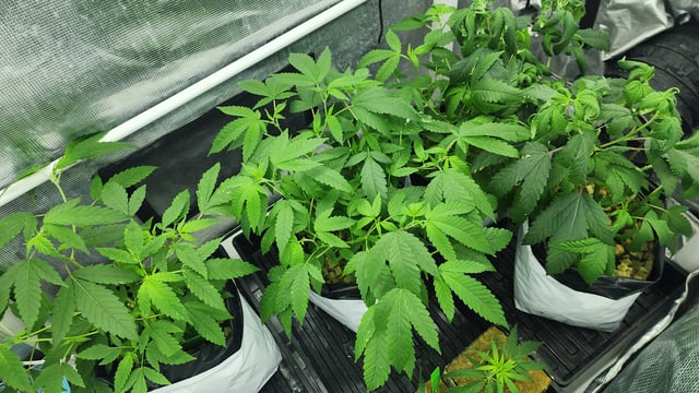 veg tent adventures! — vegetative, day 1