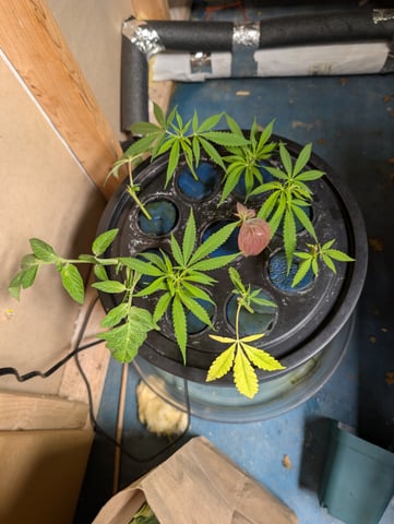 See what grows — vegetative, day 127