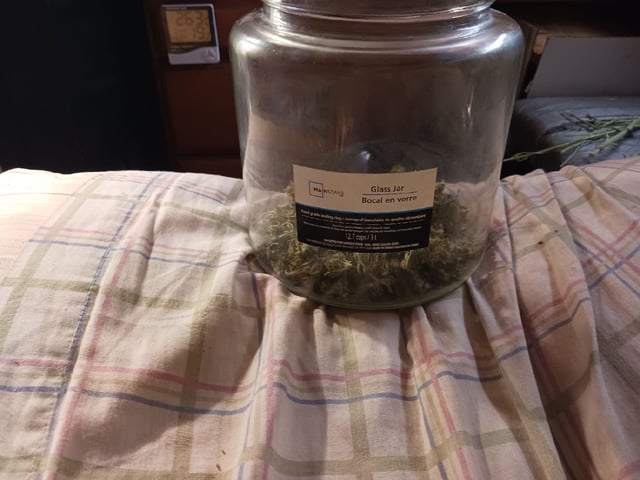 9lbhammer feminized  — harvest, day 73