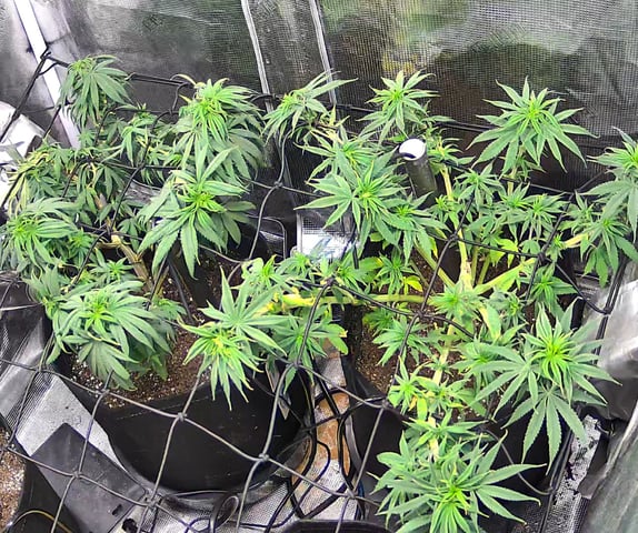 Blue Dream Feminized  — vegetative, day 82