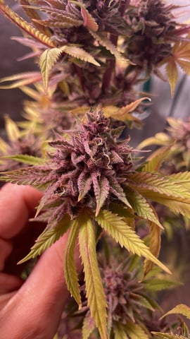 Tangie — flower, day 118