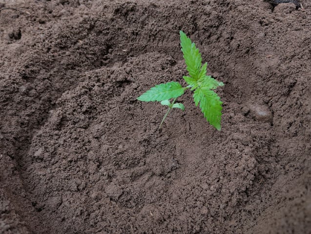 imrich se grooi  — vegetative, day 1