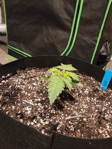 trap n pink — seedling_rooting, day 14