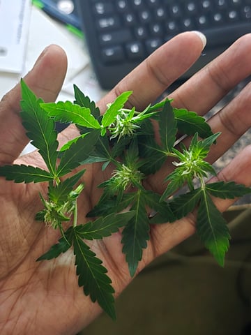 Durban Poison — vegetative, day 39