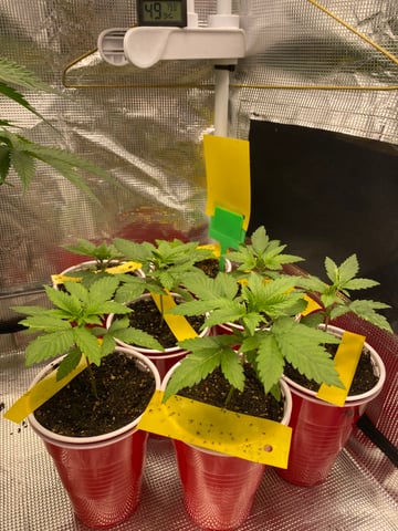 The White X Run Away Bride #3 — seedling_rooting, day 21