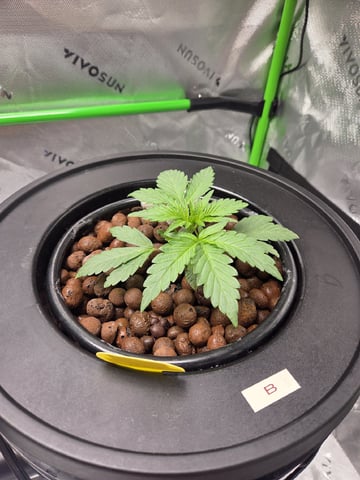 Northern Lights / Banana Kush