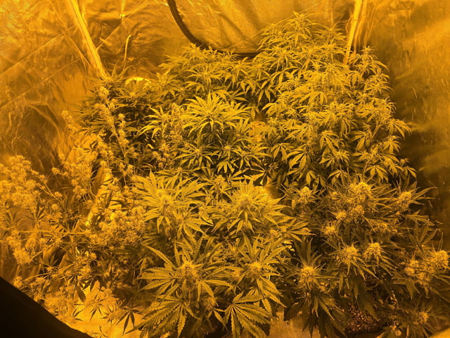 Autos AGAIN — flower, day 60