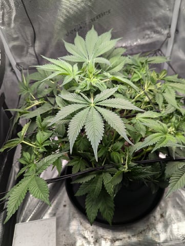 Pineapple Express 
