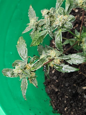 1st plant. Strain: Green Gelato AutoFlower — flower, day 83